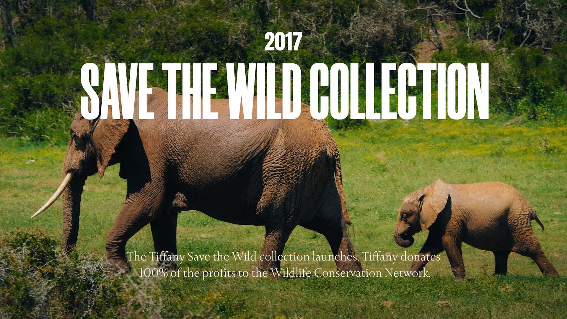RIOT, NYC Creative Agency: Promotional image for Tiffany & Co.'s 2017 Save the Wild Collection, depicting an adult elephant and its calf in the wild, with text stating that Tiffany donates 100% of the profits to the Wildlife Conservation Network. Promotional image for Tiffany & Co.'s 2017 Save the Wild Collection, depicting an adult elephant and its calf in the wild, with text stating that Tiffany donates 100% of the profits to the Wildlife Conservation Network.