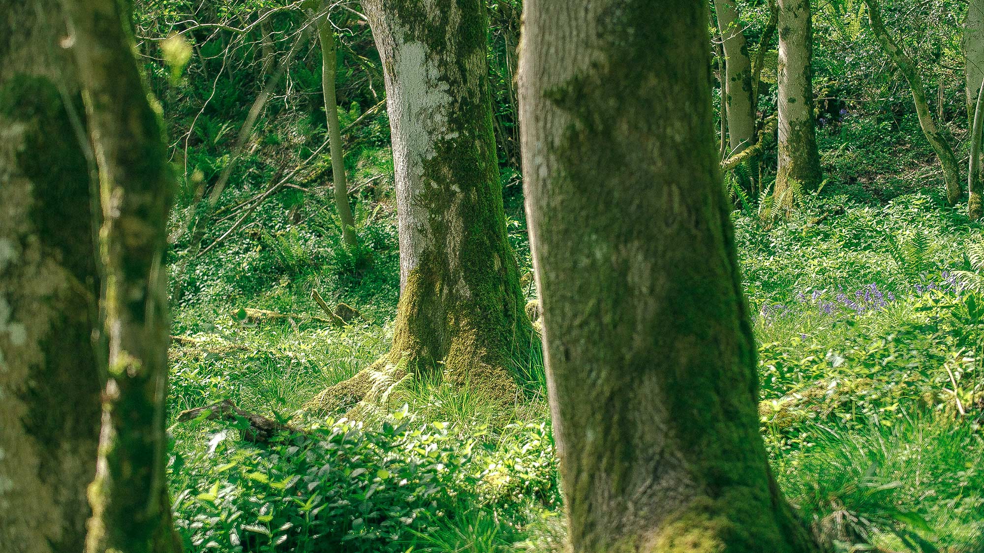 Fairytale-like forest scene by MUG5